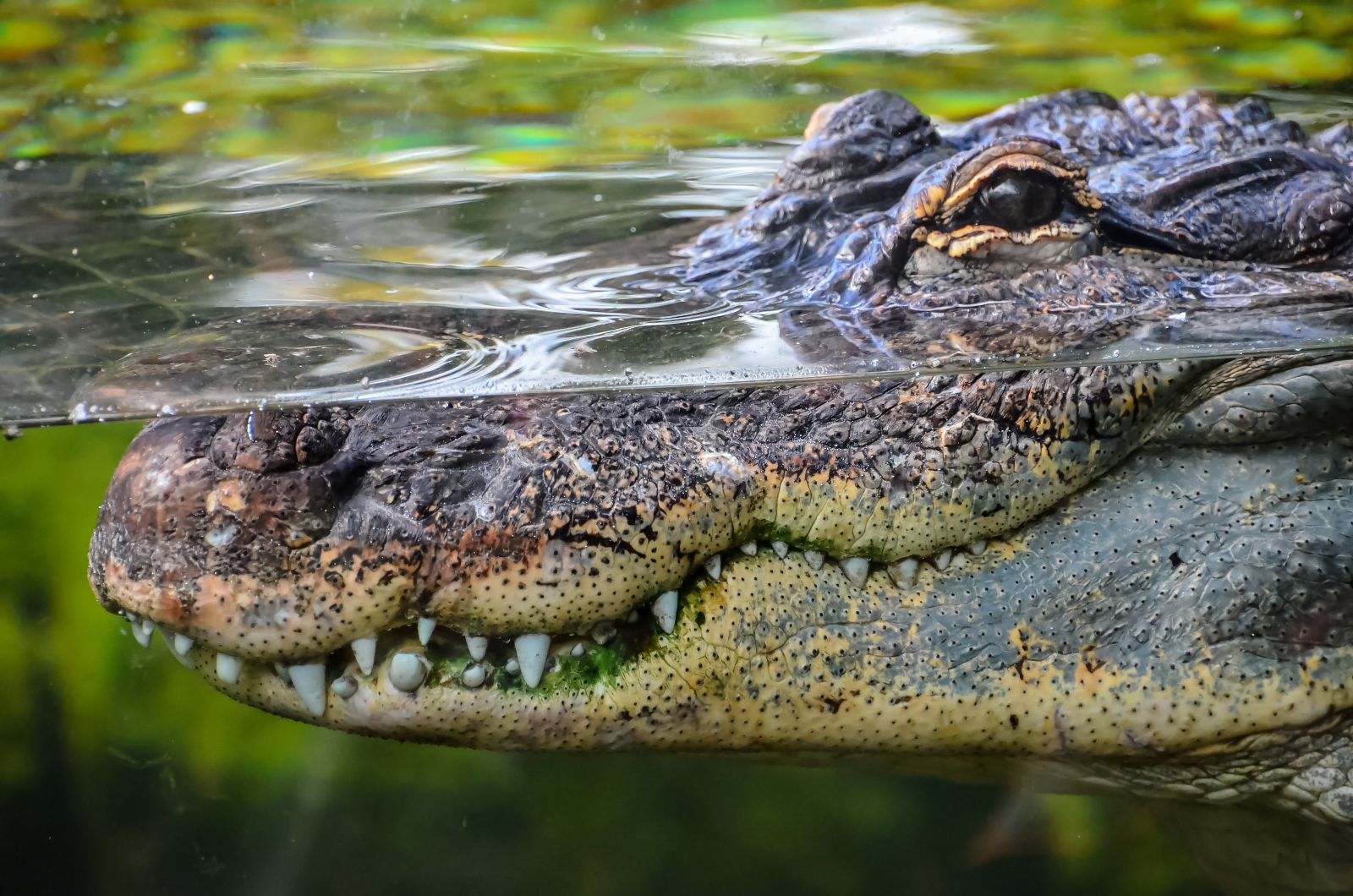 The Lurking Latent Crocodiles of IT Support